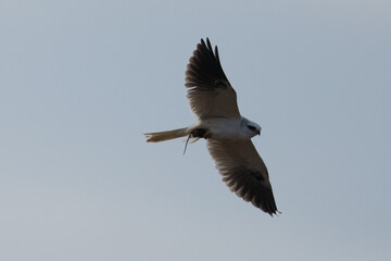 Extremely close view of a white-tailed kite    flying with a mouse in its talons