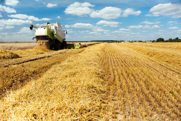 Fototapeta premium Combine harvester harvests ripe wheat. Concept of a rich harvest. Agriculture image
