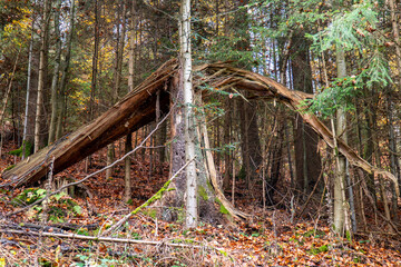 Wald zerbrochener Baum