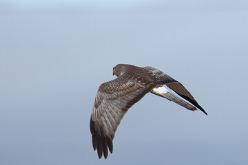 Extremely close view of a male hen harrier, seen in the wild in North California