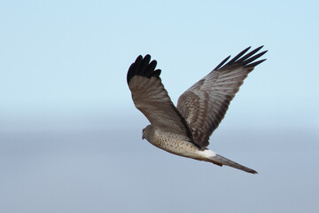 Extremely close view of a male hen harrier, seen in the wild in North California