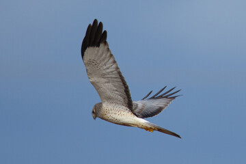 Extremely close view of a male hen harrier, seen in the wild in North California