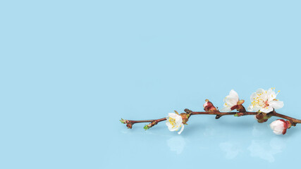 Spring or summer blooming with white flowers fruit tree branch against baby blue sky background. Fresh floral banner with copy space. selective focus. Minimal