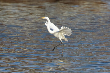 Obraz premium Great egret landing in beautiful light, seen in the wild in a North California marsh 