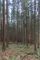 Wald