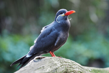 Inkaseeschwalbe, Lacrosterna inca, sitzt auf einem Ast