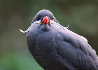 Inkaseeschwalbe, Lacrosterna inca, Portrait frontal