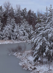 Frosted Trees at the Pond