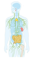 Human immune system, medical illustration