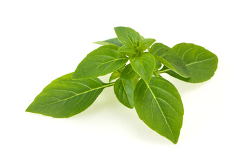 Fresh green Basil leaves - for cooking