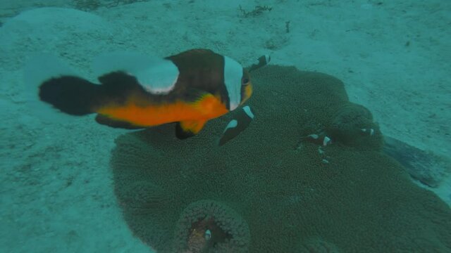 Saddleback Clownfish (Amphiprion polymnus) in Malapascua, Philippines