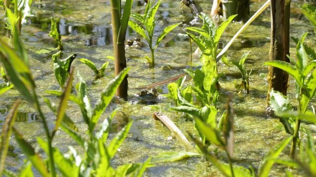 A frog sits in a swamp in spring and waits for a mate