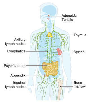 Human immune system, medical illustration