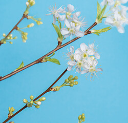 cherry blossoms blooming in early spring