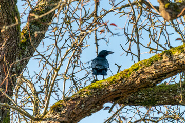 Rabe im Baum