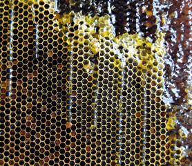 Drop of bee honey drip from hexagonal honeycombs