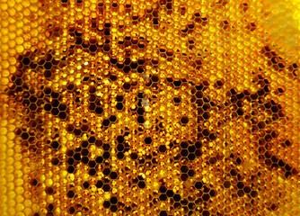 Drop of bee honey drip from hexagonal honeycombs