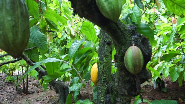 cocoa tree for chocolate 