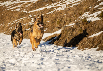 German Shepherd  with puppy playing in snow