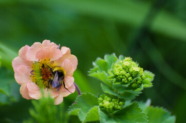 Anemone
