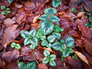 Green Plant against Orange Leaves