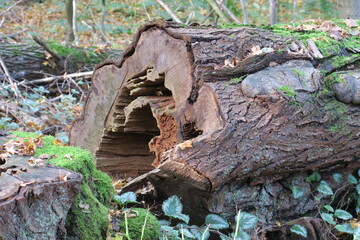 Hohler Baumstamm