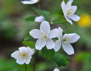 Obraz premium Isopyrum thalictroides blooms in the wild in the forest