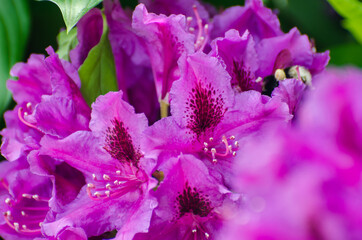 Hortensienblüte,