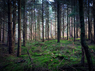 Obraz premium Morning in the Woods