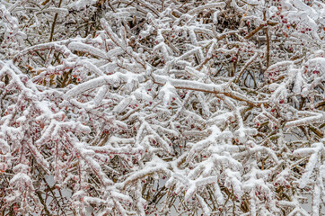 Freezing rain