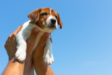 Little Jack Russell Terrier puppy in male hands. A dog's offspring.