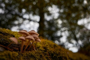 mushrooms