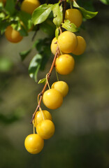 On the branch ripen fruits of plums (Prunus cerasifera).