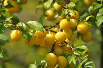 On the branch ripen fruits of plums (Prunus cerasifera).