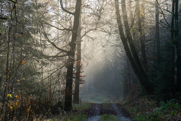 Fototapeta premium Wald