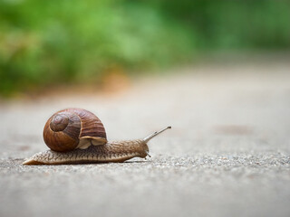 Slow grape snail crawl on the asphalt in the park