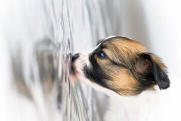 Fototapete bei efototapeten.de bestellen   