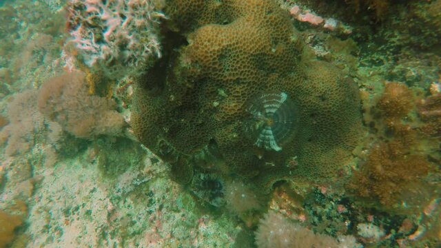 A Fan Tube Worm (Sabella sp.) in Malapascua, Philippines