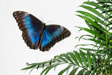 Blue butterfly Morphinae and green palm leaves