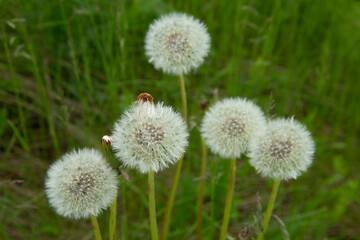 Beautiful white dandelion flowers close-up