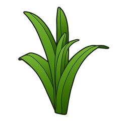 Vector illustration. Hand drawing botanical illustration. Narrow leaves. Leaves of a bulbous plant. Lily, iris, amaryllis. 