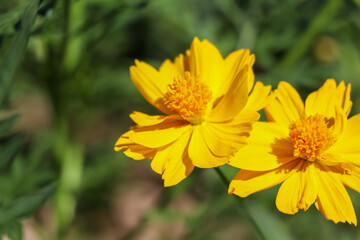 Cosmos sulphureus Cav flower are blooming