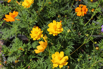 Cosmos sulphureus Cav flower are blooming