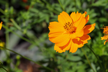 Cosmos sulphureus Cav flower are blooming