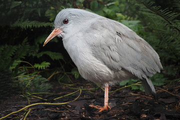 Der Kagu aus Neukaledonien steht zwischen Farnpflanzen; Rhynochetos jubatus