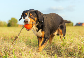 Entlebucher Mountain Dog, male, three years old, runs across the field with a red ball in his mouth.