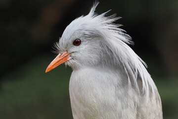 Portrait des Kagu aus Neukaledonien; Rhynochetos jubatus