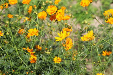 Cosmos sulphureus Cav flower are blooming