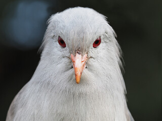 Kagu aus Neukaledonien, Portrait frontal; Rhynochetos jubatus