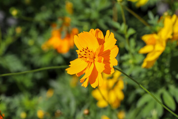 Cosmos sulphureus Cav flower are blooming